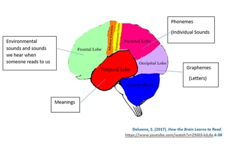 How the brain learns to read